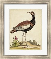 Framed Antique Bird Menagerie IX