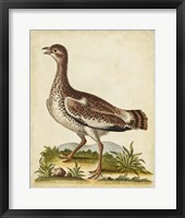 Antique Bird Menagerie X Framed Print