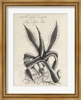 Framed Thornton Succulents III
