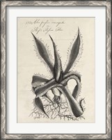 Framed Thornton Succulents III