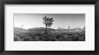 Framed Joshua trees in a desert at sunrise, Joshua Tree National Park,California