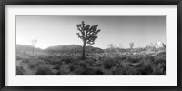 Framed Joshua trees in a desert at sunrise, Joshua Tree National Park,California