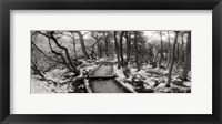 Framed View of a trail through the trees of Tierra del Fuego National Park, Patagonia, Argentina