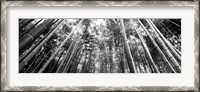 Framed Low angle view of bamboo trees, Arashiyama, Kyoto, Japan