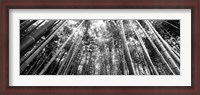Framed Low angle view of bamboo trees, Arashiyama, Kyoto, Japan