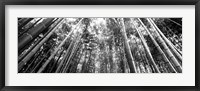 Framed Low angle view of bamboo trees, Arashiyama, Kyoto, Japan