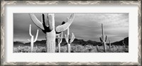 Framed Arizona, Organ Pipe National Monument