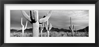 Framed Arizona, Organ Pipe National Monument