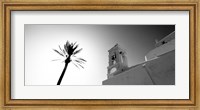 Framed Low angle view of a palm tree near a church , Ios, Greece