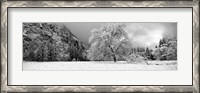 Framed Snow covered oak tree in a valley, Yosemite National Park, California
