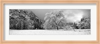 Framed Snow covered oak tree in a valley, Yosemite National Park, California