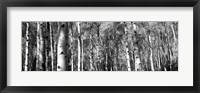 Framed Forest, Grand Teton National Park, Teton County, Wyoming