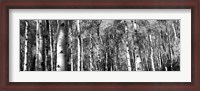 Framed Forest, Grand Teton National Park, Teton County, Wyoming