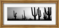 Framed Silhouette of Saguaro cacti, Saguaro National Park, Tucson, Arizona