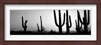 Framed Silhouette of Saguaro cacti, Saguaro National Park, Tucson, Arizona