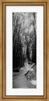 Framed Trail in a bamboo forest, Hana Coast, Maui, Hawaii