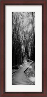 Framed Trail in a bamboo forest, Hana Coast, Maui, Hawaii