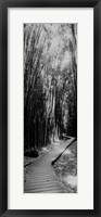 Framed Trail in a bamboo forest, Hana Coast, Maui, Hawaii