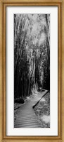 Framed Trail in a bamboo forest, Hana Coast, Maui, Hawaii