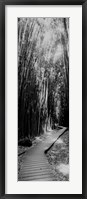 Framed Trail in a bamboo forest, Hana Coast, Maui, Hawaii