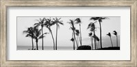 Framed Silhouette of palm trees at dusk, Hawaii