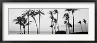 Framed Silhouette of palm trees at dusk, Hawaii