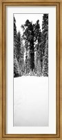 Framed General Sherman trees in a snow covered landscape, Sequoia National Park, California