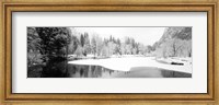 Framed Snow covered trees in a forest, Yosemite National Park, California