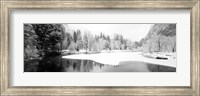 Framed Snow covered trees in a forest, Yosemite National Park, California