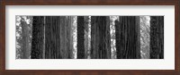 Framed Sequoia Grove Sequoia National Park California USA