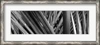 Framed Detail of palm leaves, Hawaii Islands, Hawaii
