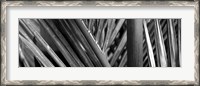 Framed Detail of palm leaves, Hawaii Islands, Hawaii