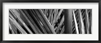 Framed Detail of palm leaves, Hawaii Islands, Hawaii