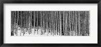 Framed Aspen trees in a forest, Chama, New Mexico