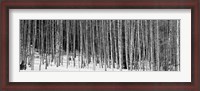 Framed Aspen trees in a forest, Chama, New Mexico
