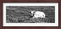 Framed Texas Longhorn Cow Sitting On A Field, Hill County, Texas