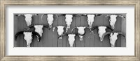 Framed Cow skulls hanging on planks, Taos, New Mexico
