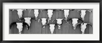 Framed Cow skulls hanging on planks, Taos, New Mexico