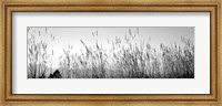 Framed Tall grass in a national park, Grand Teton National Park, Wyoming