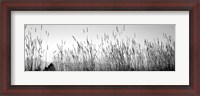 Framed Tall grass in a national park, Grand Teton National Park, Wyoming