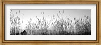 Framed Tall grass in a national park, Grand Teton National Park, Wyoming