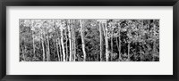Framed Aspen and Black Hawthorn trees in a forest, Grand Teton National Park, Wyoming BW