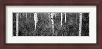 Framed Aspen trees in a forest, Shadow Mountain, Grand Teton National Park, Wyoming