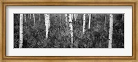 Framed Aspen trees in a forest, Shadow Mountain, Grand Teton National Park, Wyoming
