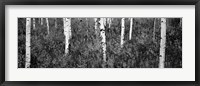 Framed Aspen trees in a forest, Shadow Mountain, Grand Teton National Park, Wyoming