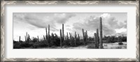 Framed Cardon cactus plants in a forest, Loreto, Baja California Sur, Mexico