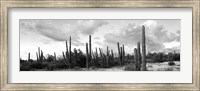 Framed Cardon cactus plants in a forest, Loreto, Baja California Sur, Mexico