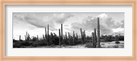 Framed Cardon cactus plants in a forest, Loreto, Baja California Sur, Mexico