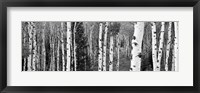 Framed Aspen and Conifers trees, Granite Canyon, Grand Teton National Park, Wyoming