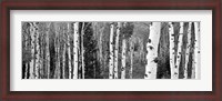 Framed Aspen and Conifers trees, Granite Canyon, Grand Teton National Park, Wyoming